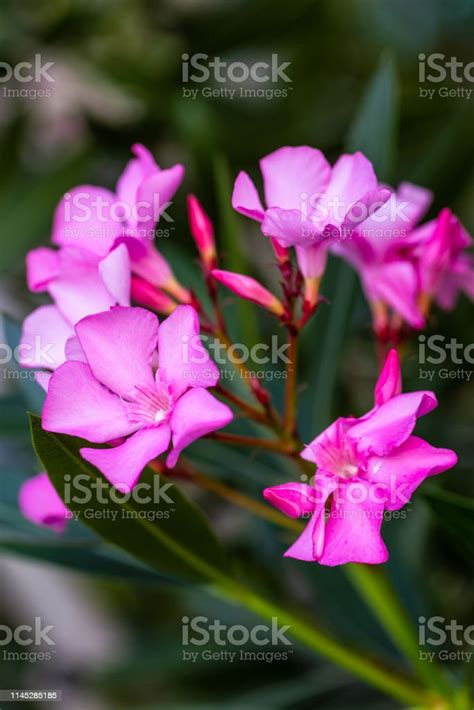Beautiful Pink Flowers Nerium Oleander Stock Photo Download Image Now