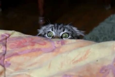 Adorable ‘stalker Cat Is Watching You Video