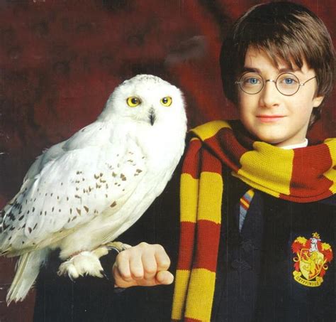 Did You Know That Hedwig Was Played By Three Male Owls Harry Potter