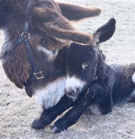 Texas Poitou Donkeys Throw Back To Fifi And Baby Bastien Cant Wait