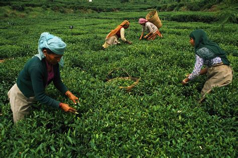 Top Places To Visit India Tea Plantations