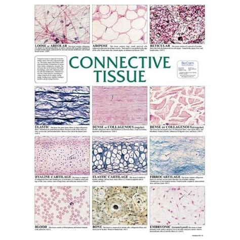 Chart Connective Tissue Basic Anatomy And Physiology Medical