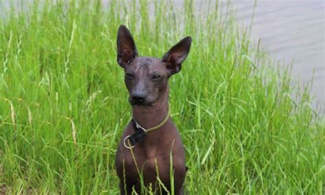 Xoloitzcuintli Mix A Unique And Loving Breed For Your Home