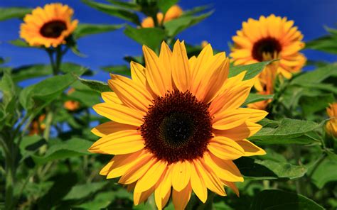 Sunflower Pictures Full Hd Pictures