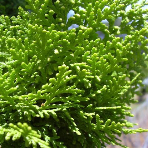 Oriental Arborvitae Thuja Orientalis 20 Seeds 11 Namų Zona