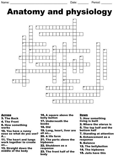 Anatomy Crossword Puzzles With Answers