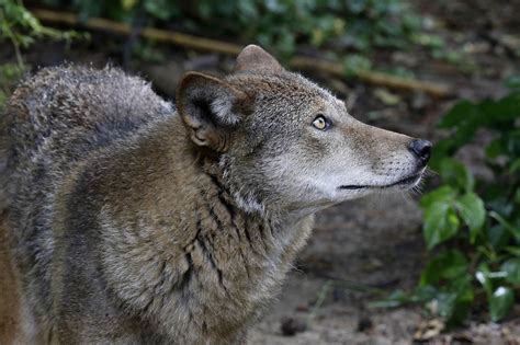 Red Wolves Court Battle Reignites As Governor Urges Action