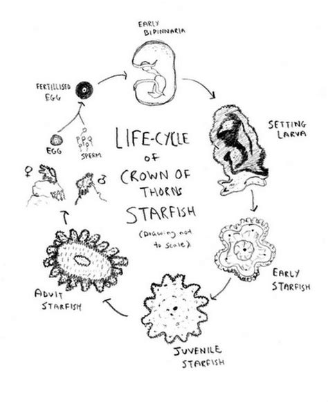 Life Cycle Of A Star Fish