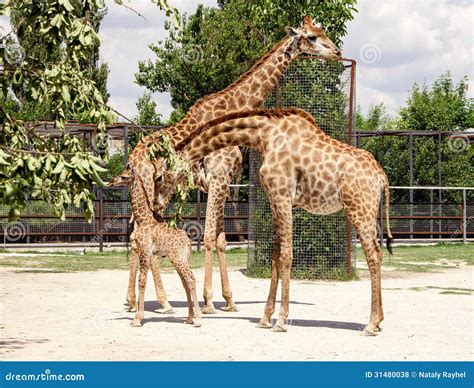 Mother Father And Baby Giraffe Royalty Free Stock Photo