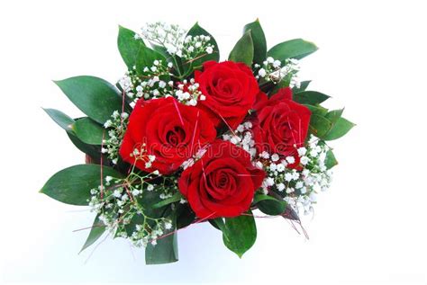 Bunch Red Roses Stock Photo Image Of Blooms Bunch Isolated 8572344