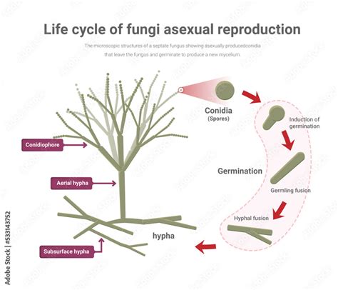 A Life Cycle Of Fungi Asexual And Sexual Reproduction Of Fungi Most