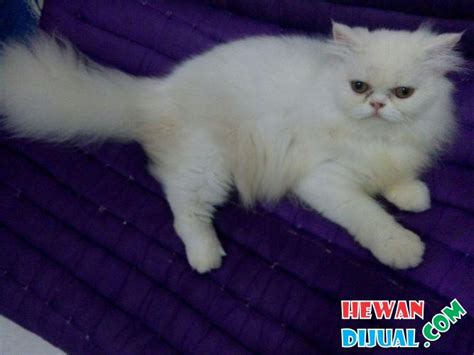 Ngadusi kucing, memandikan anak kucing ciput (ci putih) dan oyen (orange), sambil ditungguin emaknya yg kebingunan Dijual Lepas Adopt Kucing Persian Peaknose Putih ...
