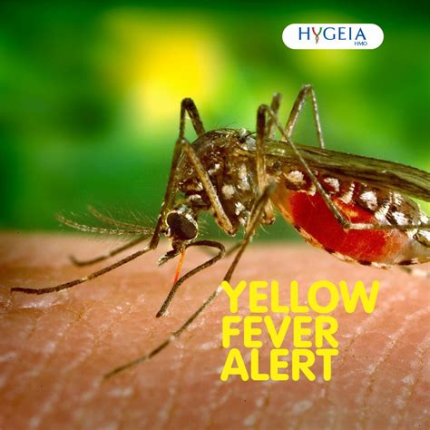 Alert Yellow Fever Outbreak In Nigeria Hygeia Hmo