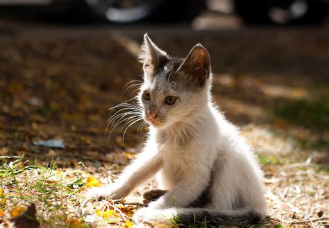 6 Things You Can Do To Save Kittens Lives Adventure Cats