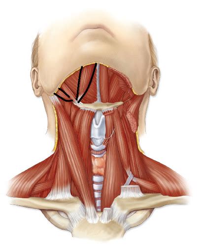 Suprahyoid And Infrahyoid Muscles Flashcards Quizlet