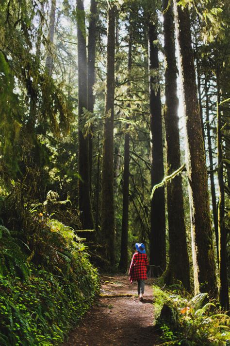 Drift Creek Falls Hike Lincoln City Oregon Coast Local Adventurer