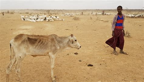 Millions In Need Of Aid As Ethiopia Faces Its Worst Drought In Years