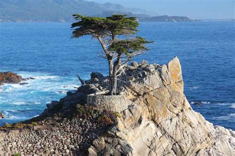 Lone Cypress Tree Editorial Photo Image Of Solitude 194730226