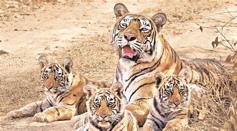 What Makes Tigers Most Efficient Single Mothers In Nature India News