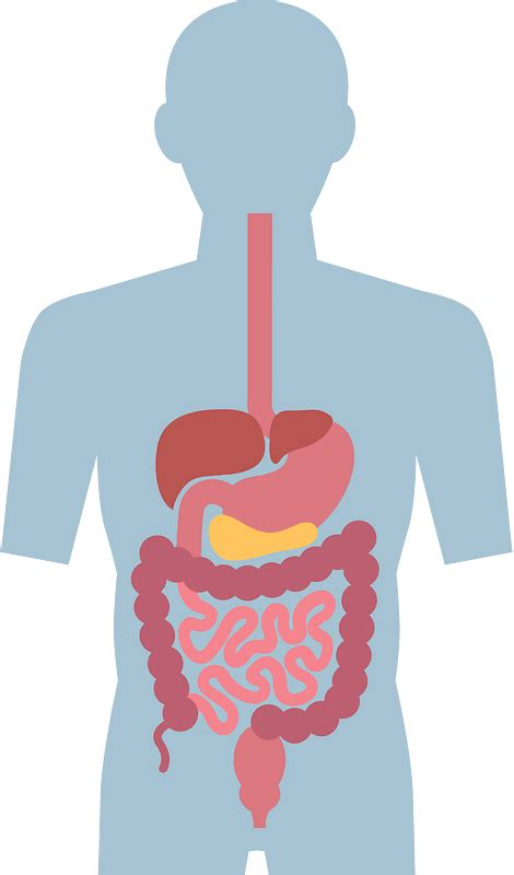 Digestive System Diagram Free Transparent Clipart Cli