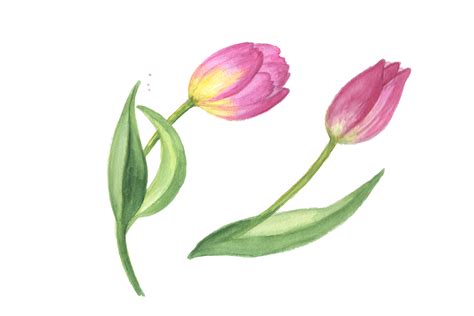 Pink Tulip Png Watercolor Design Set 137758