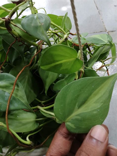 Garden Chronicles Of James David Different Types Of Philodendron