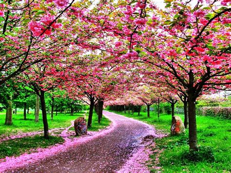 Beautiful Spring Trees Wallpapers Wallpaper Cave