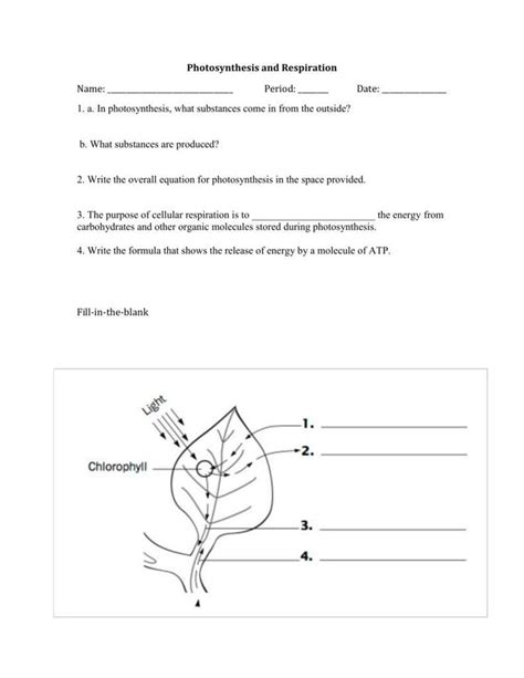 Exercise 1 2 is he staying 3 you aren't / you're not listening 4 i'm leaving 5 are those german engineers practice file answer key. Photosynthesis Worksheet Answer Key Help You Save Right ...