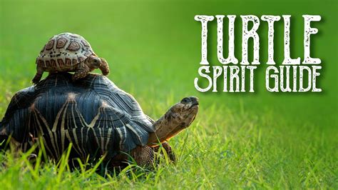 Turtle Spirit Guide Ask The Spirit Guides Oracle Totem Animal Power
