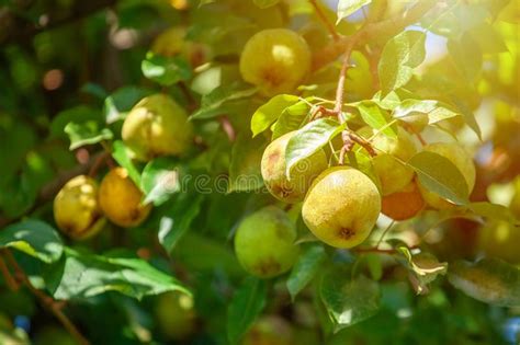 Small Unripe Fruit Of A Pear Tree Grows In The Garden Stock Photo