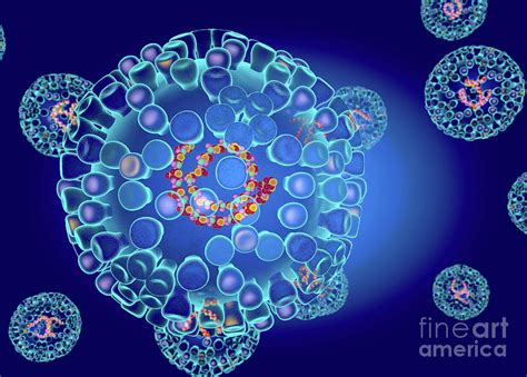 Bluetongue Virus Structure Photograph By Roger Harrisscience Photo