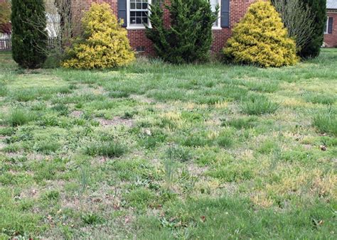 6 Reasons You Cant Kill Weeds In Your Lawn Dogwood Landscaping