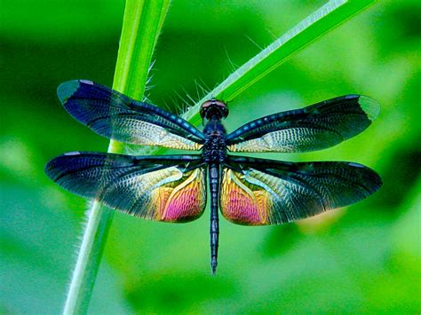 Dragonfly Ez Gro Garden
