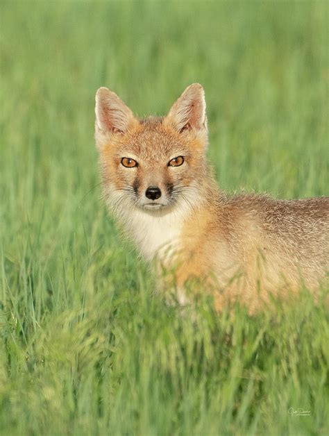 Swift Fox Portrait Photograph By Judi Dressler