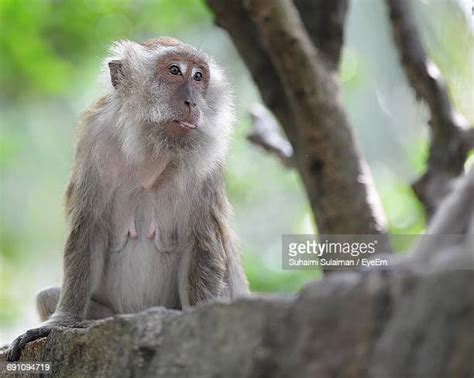 Monkey Sticking Tongue Out Photos And Premium High Res Pictures Getty
