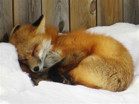 Sleepy Fox Album On Imgur