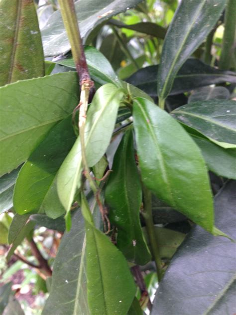 Brown spotting and streaking on basil plant stems: Frederick County Maryland
