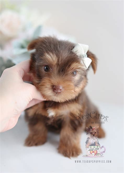 Order today with free shipping. Beautiful Teacup Yorkie Puppies Miami Ft. Lauderdale Area | Teacups, Puppies & Boutique