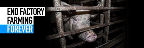 End Factory Farming Animal Equalitys Campaign For Animals