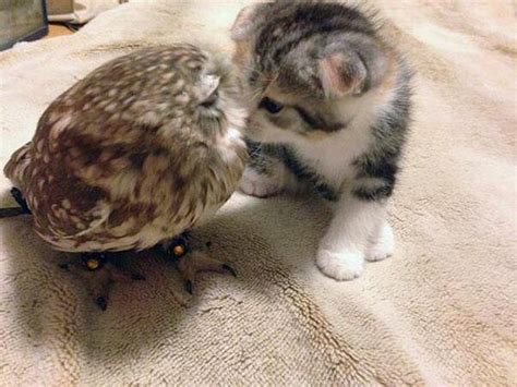 Kitten And Owl Fuzzfeed