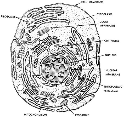 Round organelles surrounded by a membrane and containing digestive enzymes. 01. Introduction and Terminology | Basic Human Anatomy