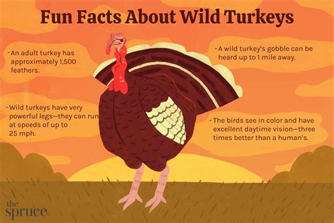 fun facts and trivia about wild turkeys 2023