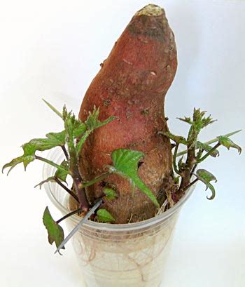 If planted those sprouts will form new potato plants and new potatoes will form from the. Sprouting Sweet Potatoes Slips