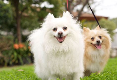 Most Popular Miniature Dog Breeds Pets Training And Boarding