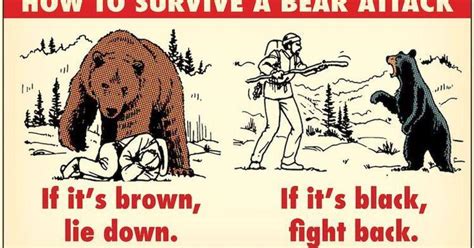 How To Handle Bear Encounters In The Wild A Simple Guide The Manual