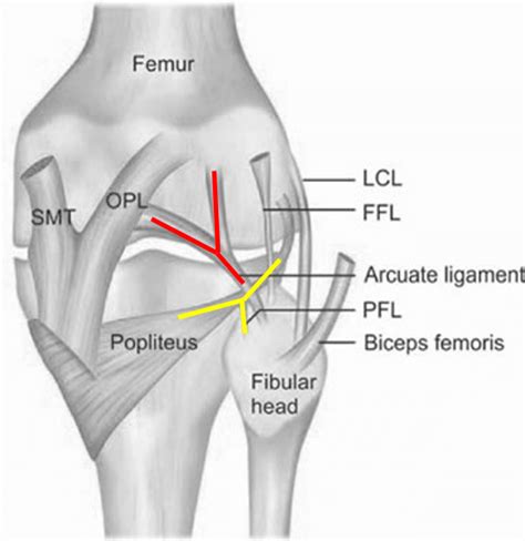 Posterolateral Corner Plc Of Knee Epomedicine