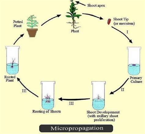 Plant Tissue Culture Diagram