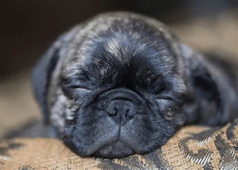 Brindle Pug The Dog Behind The Rare Striped Coat