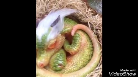 Wow A Real Baby Dragon Cought In 📷 Youtube