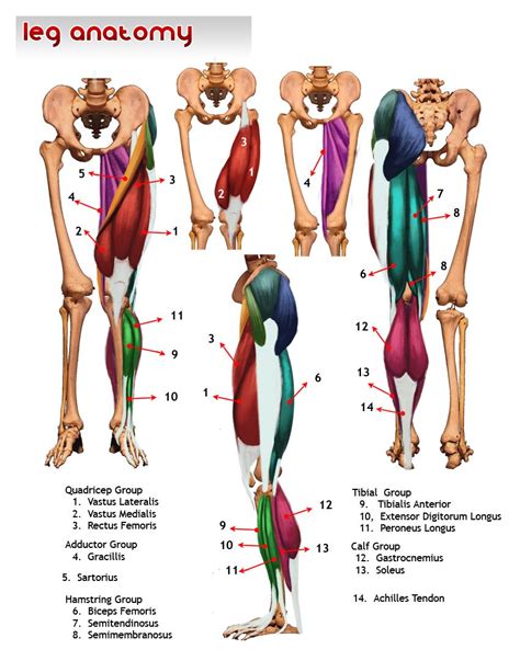 An Image Of The Muscles And Their Major Skeletal Systems Including The